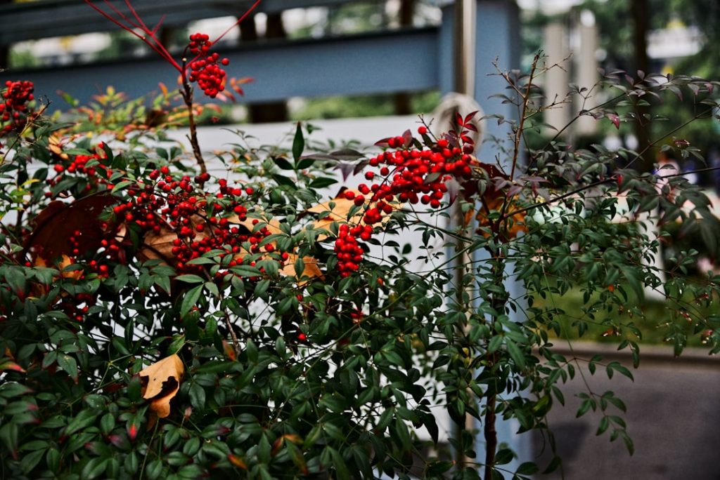 Photo sports scholar