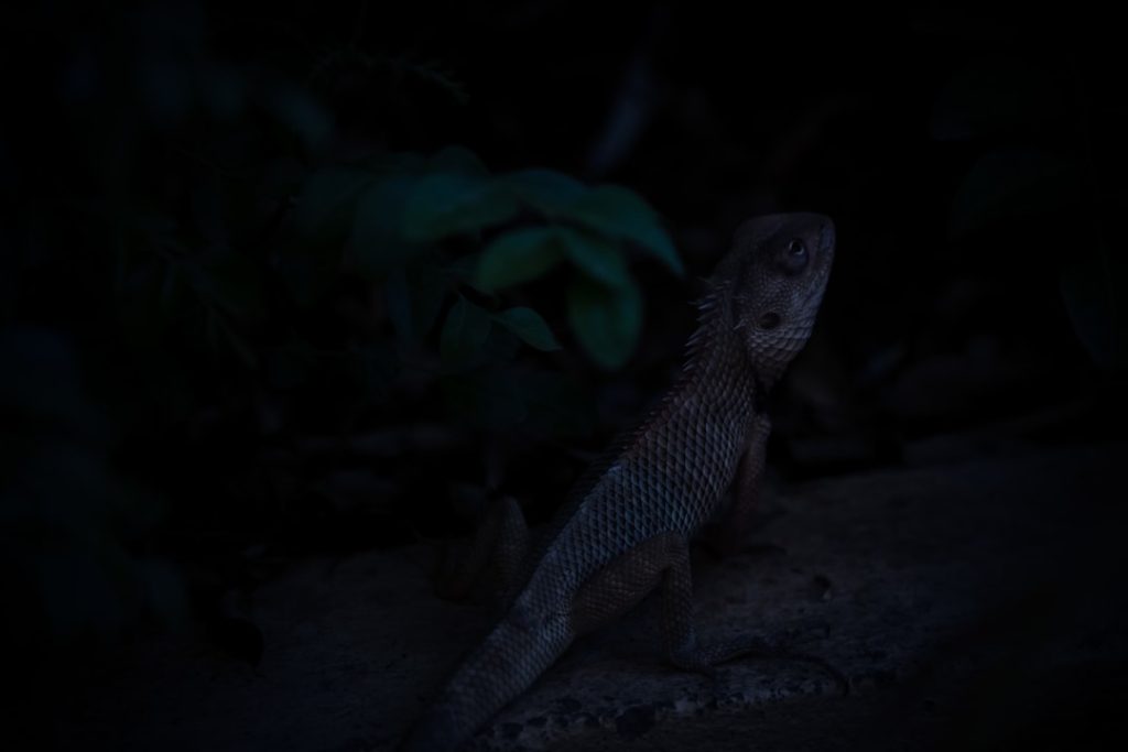 Photo raptors marketing